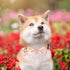ADOGGYGO Pink Floral Dog Collar with Bow, Adjustable Pink Plaid Dog Collars with Removable Bowtie Pet Pink Flower Collars for Small Medium Large Girls Dogs (Medium, Pink)