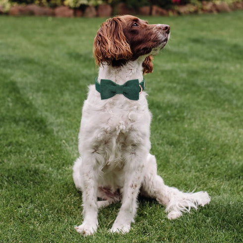 Green Corduroy Dog Collar with Bow Tie, Adjustable Safety Metal Buckle for Large Dogs, XL-Neck 16"-26"