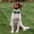 Green Corduroy Dog Collar with Bow Tie, Adjustable Safety Metal Buckle for Large Dogs, XL-Neck 16"-26"