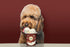 Packet, 4 Pack 4 count 4.65 oz Hoggin Dogs Ice Cream Mix - Just Add Water and Freeze, Doggy Ice Cream Mix Gifts