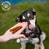 #1 6 oz (Pack 1) Blue Dog Bakery Protein Jerky Meat Sticks, Made w/USA Beef Ingredient, Healthy Dog Treats, All