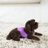 Pet Magasin Male Dog Belly Manner Band Wraps Nappies, 3-Pack, Blue, Green & Purple, Medium