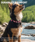 Dog Collar for Medium Dogs, High-end Crafted Adjustable Length with Quick Release Buckle, Unique Design, 12-16 inches