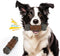 Large Dog Toys for Aggressive Chewers - Tough Indestructible Dog Toy - Long Lasting Dog Bones for Medium/Large Dogs
