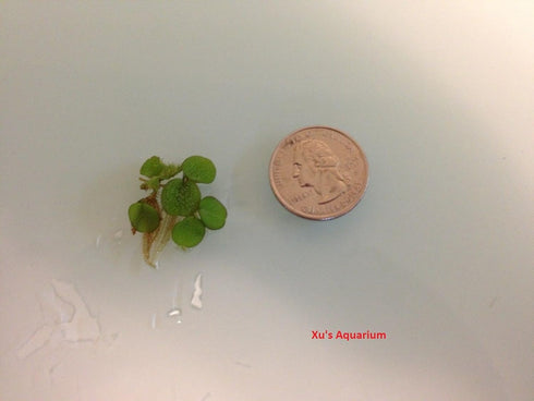 Gz 24 Water Spangles (Salvinia Minima), Live Aquarium/Aquatic/Floating/ Pond/Beginner Plant by G&Z