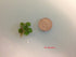 Gz 24 Water Spangles (Salvinia Minima), Live Aquarium/Aquatic/Floating/ Pond/Beginner Plant by G&Z