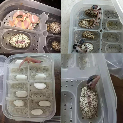 Reptile Breeding Box OMEM, Lizard Incubation Box, Suitable for Hatching Snake, Lizards, Reptiles, Black