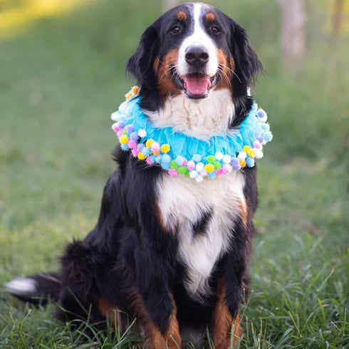 Midlee Blue Birthday Pom Pom Dog Collar, X-Large