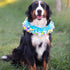 Midlee Blue Birthday Pom Pom Dog Collar, X-Large