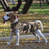SAWMONG Recovery Suit for Dogs - Breathable Dog Onesie After Surgery, Camouflage, X-Large