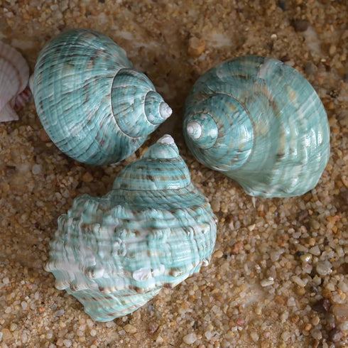 iao.v.p 2pcs 1.9-2.2" Decoration(2pcs Large Hermit Crab Shells, XXL Size Opening Big Hermit Crab Shells, Natural Sea