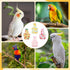 KCMOSGI 4 Pcs Bird Diaper, Parrot Diaper, Reusable Bird Clothes with Adjustable Straps & Waterproof Inner, Pet Bird