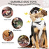 Plush Dog Toy, Squeaky & Stuffed Toy for Small & Medium Dogs