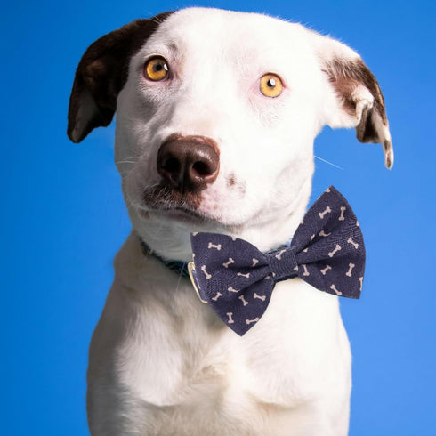 Adjustable Dog Collar with Bow Tie for Small Medium Large Dogs, Comfortable, Soft, Durable Puppy Collar with Cute Bow