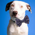 Adjustable Dog Collar with Bow Tie for Small Medium Large Dogs, Comfortable, Soft, Durable Puppy Collar with Cute Bow