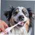 2pcs Beavorty Toothbrush Electric Pet Brush Gentle Gums Care Travel Size Random Color