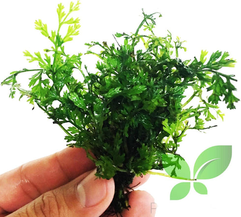 PLANTEREST Bolbitis Heudelotii Variegated Difformis Clump African Water Fern Live Aquarium Plant Decorations