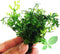 PLANTEREST Bolbitis Heudelotii Variegated Difformis Clump African Water Fern Live Aquarium Plant Decorations