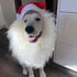 Funny Pet Reindeer Moose Costumes for Dog, Cute Furry Pet Wig for Halloween Christmas, Pet Clothing Accessories (Santa