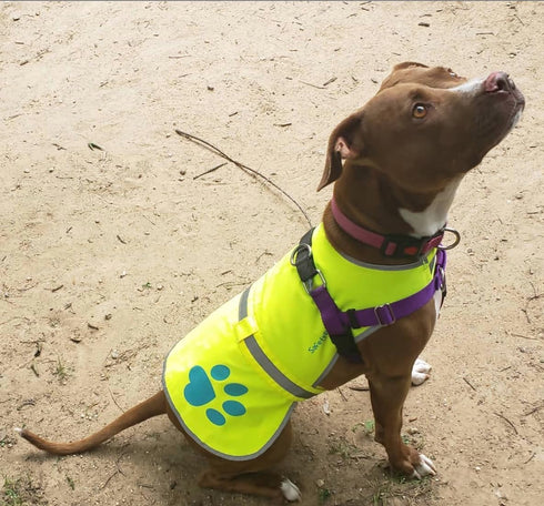 Urban Dog Reflective Vest, Fluorescent Hi-Visibility Dog Jacket in Multi-Colors, Safeguards Your PUP Outdoors On and