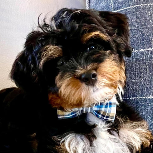 Lionet Paws Dog and Cat Collar with Bowtie, Adjustable Grid Collar for Small to Large Dogs