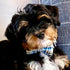 Lionet Paws Dog and Cat Collar with Bowtie, Adjustable Grid Collar for Small to Large Dogs