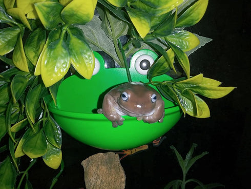 2 Pieces Frog Habitat with Dual Suction Cups, Cute Fish Tank for Small Aquatic Animals