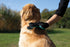 TRIXIE Pet Grooming Glove for Dogs and Cats - Cleans and Softens Coat