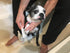 8 oz Warren London Paw Scrub Deep Cleaning Paw & Nail Cleanser with Aloe Vera Removes Dirt & Grime Includes Scrub Brush