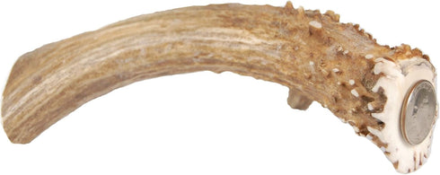XL Deer Antler Dog Chew - Extra Large, Thick, Jumbo - 6 Inches or Longer for Large Dogs and Puppies