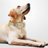 KUDES 2 Pack Dog Collars with Bow Tie and Bells, Adjustable Cute Dog Bow Ties Collar for Small Medium Large Pets (Beige