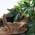 SLSON Reptile Plants Hanging Silk Terrarium Plants with Suction Cup for Bearded Dragons, Lizards, and Tank Decorations