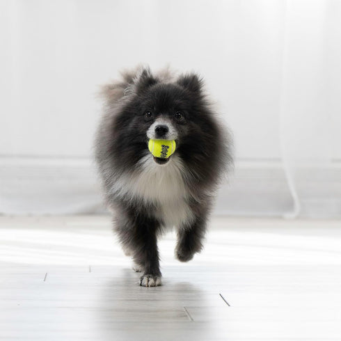 (6 Pack)) KONG - Squeakair Ball - Dog Toy Premium Squeak Tennis Ball, Gentle on Teeth (X-Small
