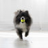 (6 Pack)) KONG - Squeakair Ball - Dog Toy Premium Squeak Tennis Ball, Gentle on Teeth (X-Small