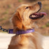 Hyhug Pets Reflective Dog Collar with Jacquard Weave Solid Color Nylon for Daily Walking and Training (Small, Ultra