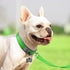 Joytale Neoprene Padded Dog Collar for Small Dogs, Reflective Wide Collar with Durable Metal Buckle, Green