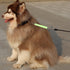Traffic Dog Leash - Dog Training Leash with Grab Handle, Pet Dog Traffic Grab Tab (Green & Blue)