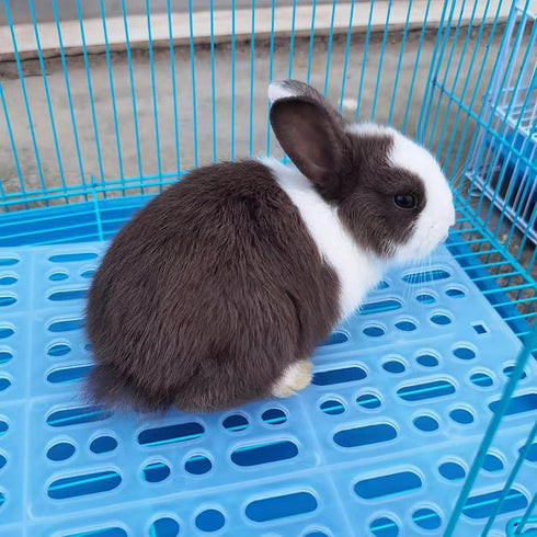 6 Chinchillas Pcs Rabbit Cage Mats,Mat for Wire Floor,Cages Plastic Bunny Feet Pad Playpen Feet Mats Floor Feet Pads