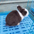 6 Chinchillas Pcs Rabbit Cage Mats,Mat for Wire Floor,Cages Plastic Bunny Feet Pad Playpen Feet Mats Floor Feet Pads