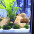 Clear Acrylic Square Shrimp Feeding Dish with Suction Cup for Fish Tank