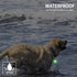 2-Pack Rechargeable Dog Light, Waterproof LED Dog Collar Light with 3 Modes, Clip On for Leash or Harness, Night Light