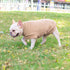 Small Dogs Fleece Dog Sweatshirt - Cold Weather Hoodies, Thickening Warm Vest, Pet Pajamas for Small Dog Cat Puppy