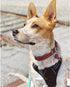 rabbitgoo Dog Harness, No-Pull Pet Harness with 2 Leash Clips, Adjustable Soft Padded Vest, Reflective No-Choke Oxford