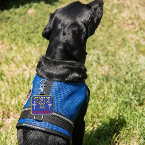 "Service Dog in Training" Clip On Identification Patch Tag - Includes Five Handout Cards for Service Dog Vest