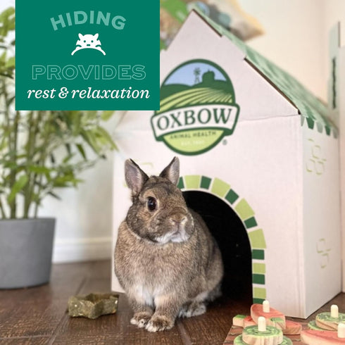 Chinchillas Oxbow Timothy Hay Tunnel, Guinea Pig Hideout, Rabbit & Bunny Tunnel, Edible & Hand-Woven Guinea Pig House