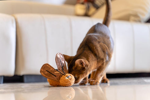 5'', Interactive Catnip Cat Plush Toy, Insect Theme, for All Breed Size Cats (Cockroach)