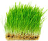(5 lb.) Thunder Acres Non GMO, Certified Organic, Oat Seed
