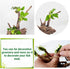 PINVNBY Natural Driftwood for Aquarium Fish Tank Decorations, Assorted Branches, 4 Pack