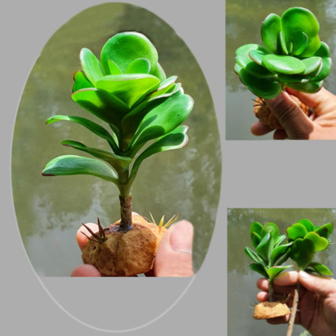 QuarenDen 4 Fake Reptile Plants, Desert Reptile Plants Succulent kit, Reptile Terrarium Decorative, Pcs, Faux Cactus