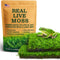 Live Moss Duo Pack 2 Types of Real Live Sheet/Sphagnum Moss for